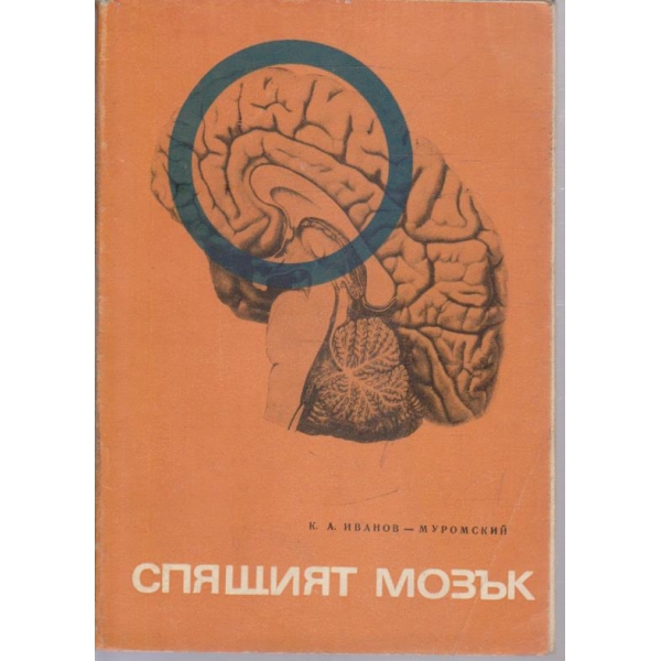 Спящият мозък