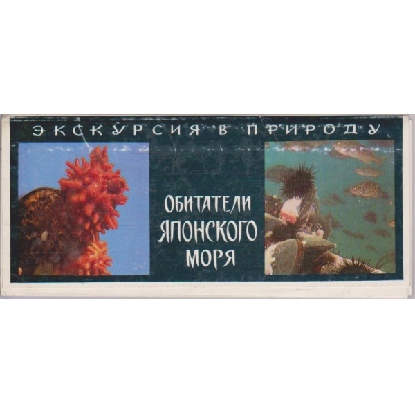Обитатели Японского моря