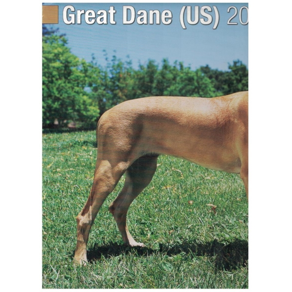 Great Dane (US) 2014