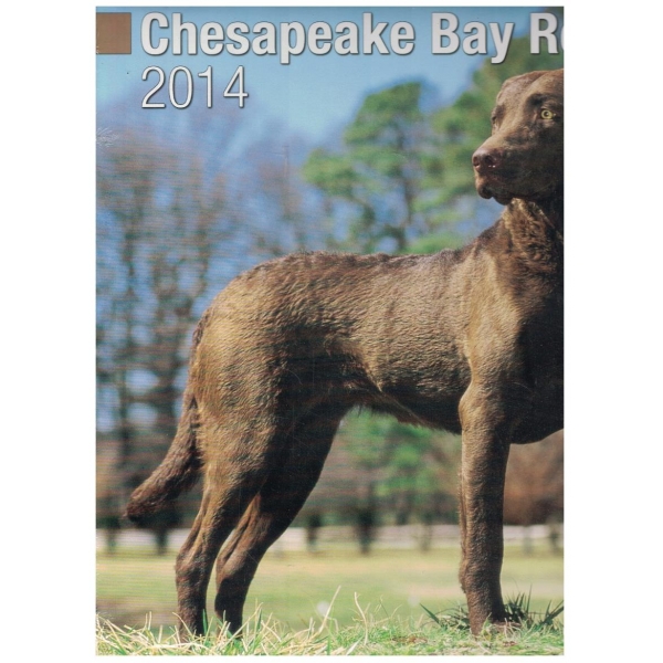 Chesapeake Bay Retriver 2014