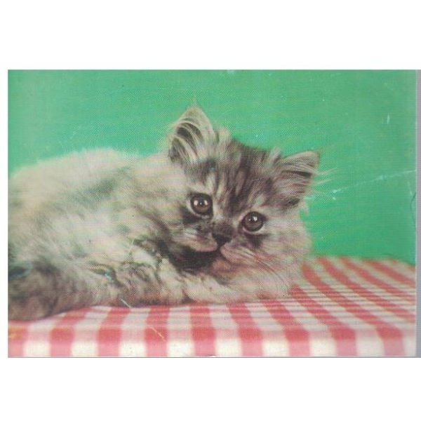 Котенце