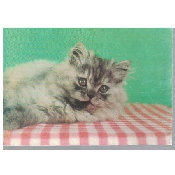Котенце