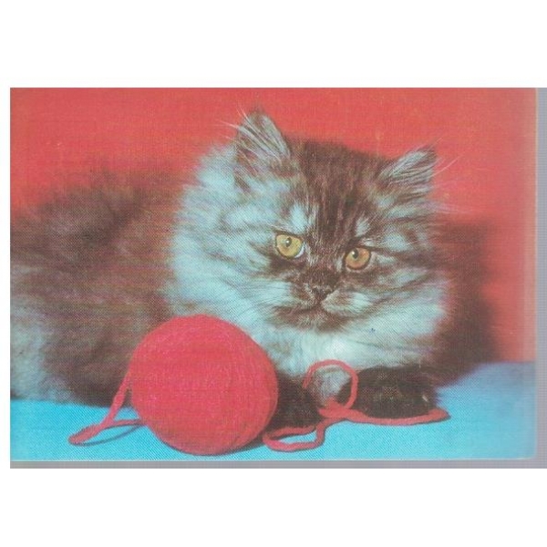 Котенце