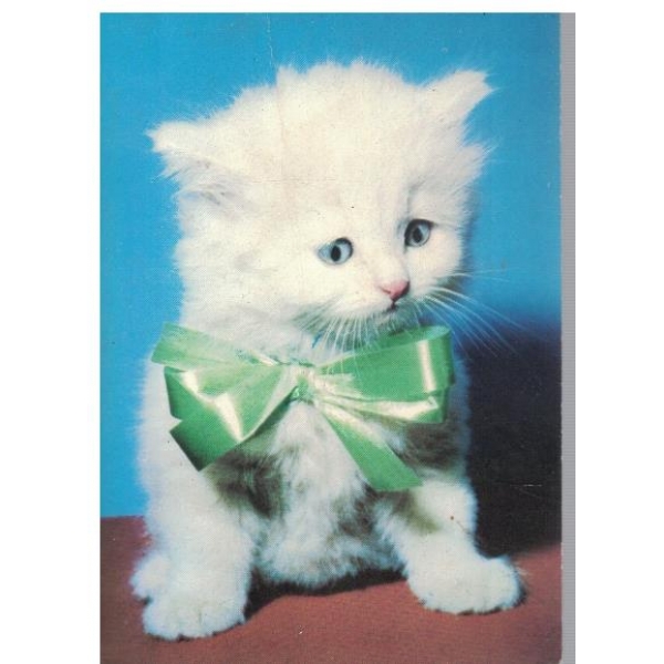 Котенце