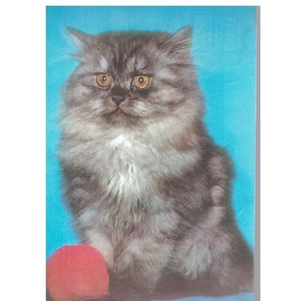 Котенце