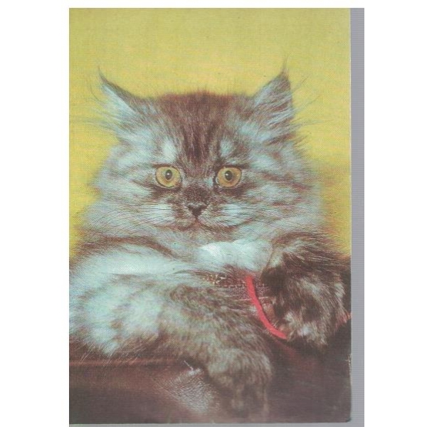 Котенце