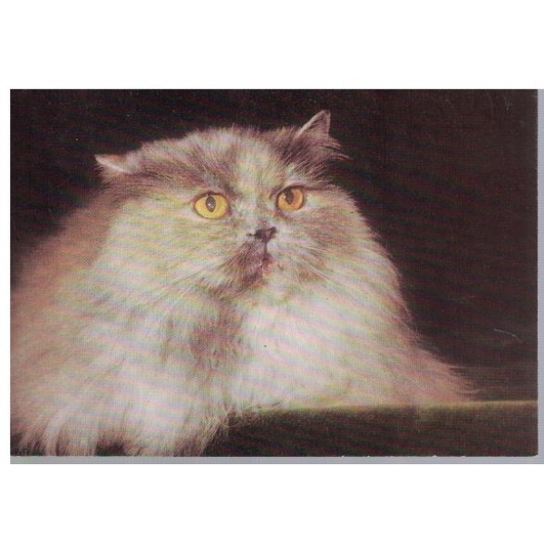 Котенце