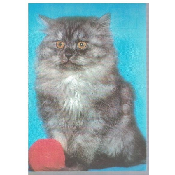 Котенце