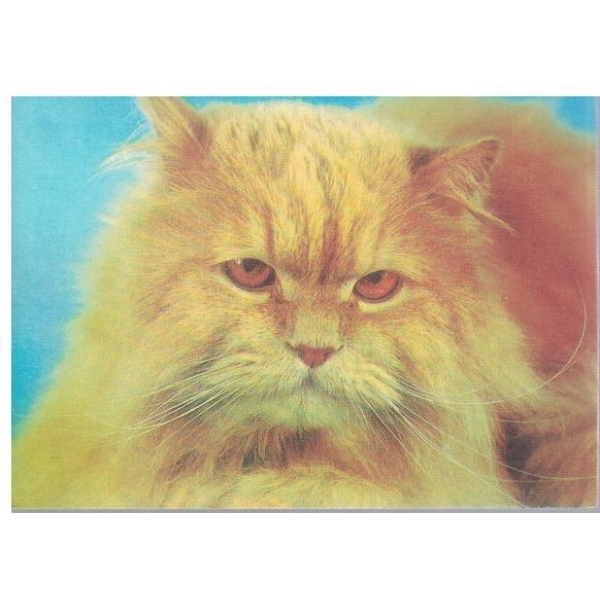 Котенце