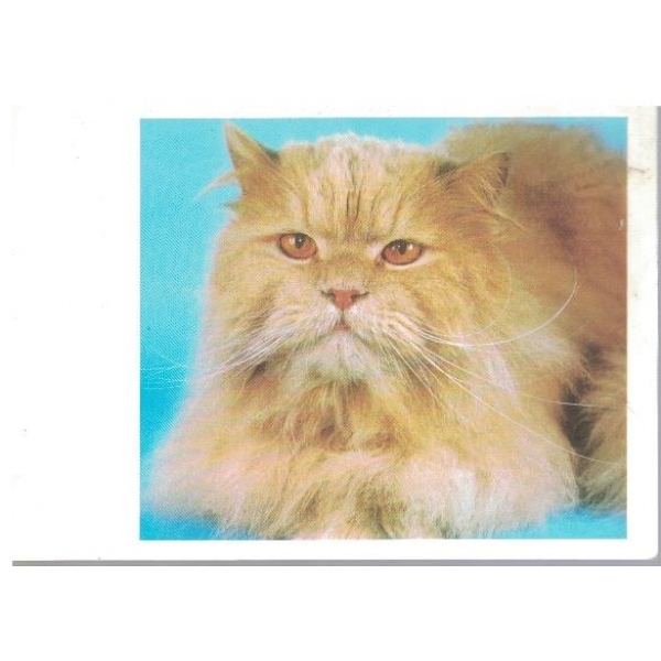 Котенце