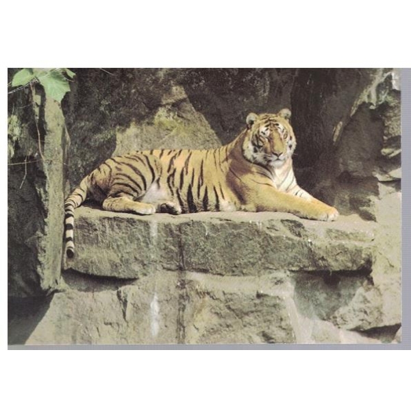 Тигр
