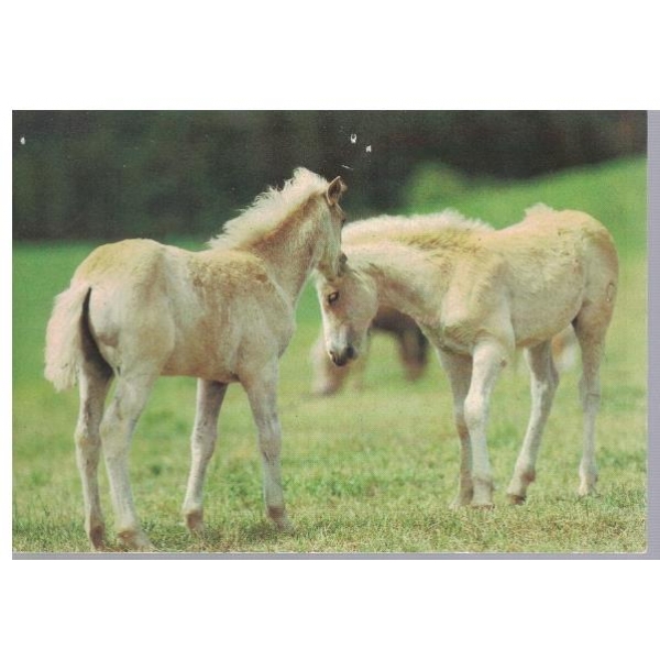 Horses