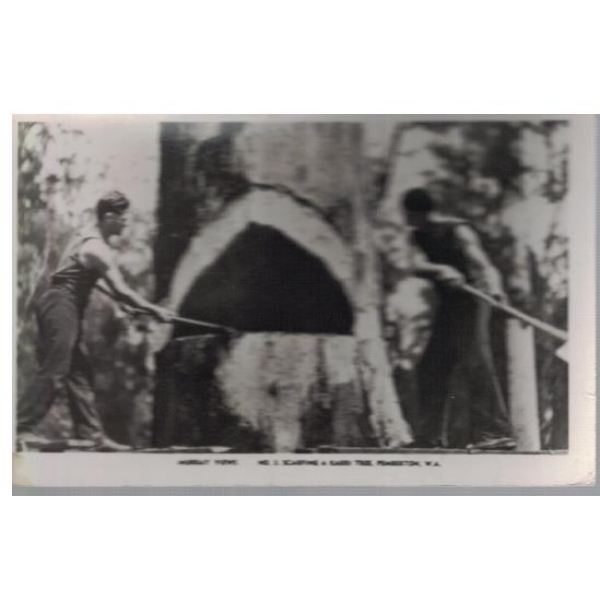 Scarfing a Karri tree, Pemberton, W.A.