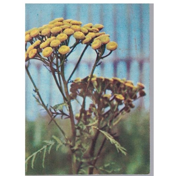 Пижма обикновенная