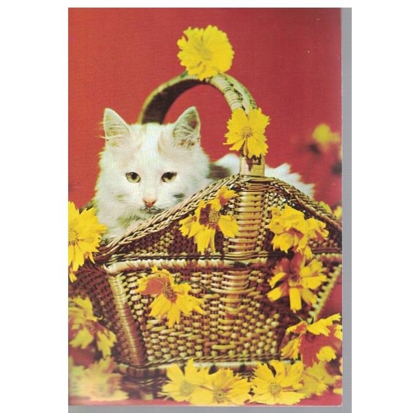 Котенце