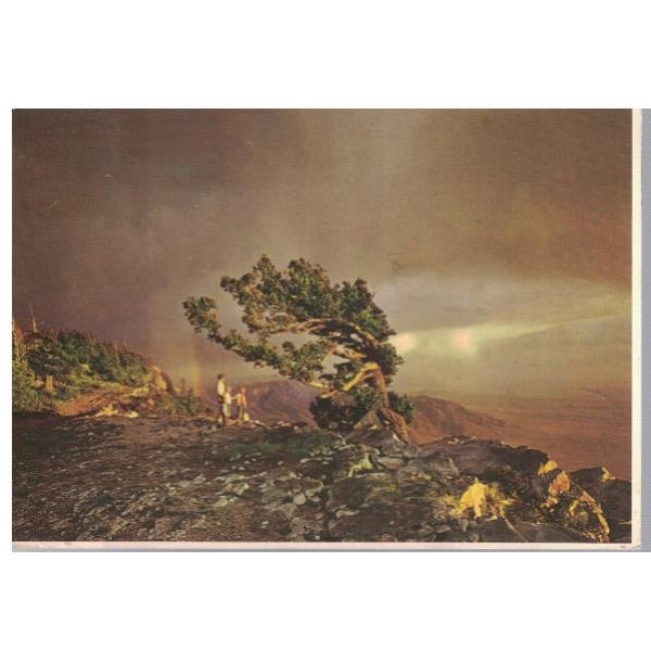 The Lonesome pine - Sandia Crest