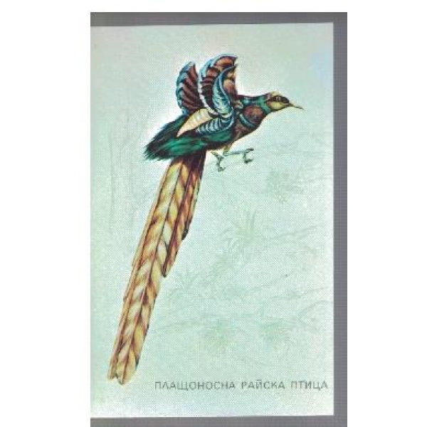 Плащоносна райска птица