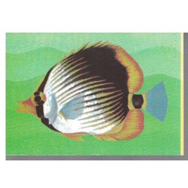 Chaetodon Melannotus Var.
