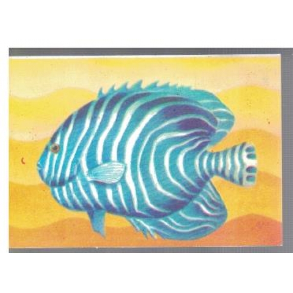 Holocanthus Diacanthus