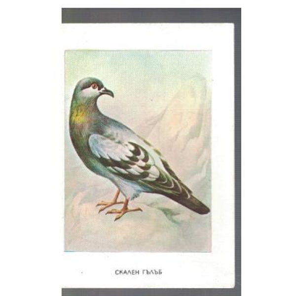 Скален гълъб