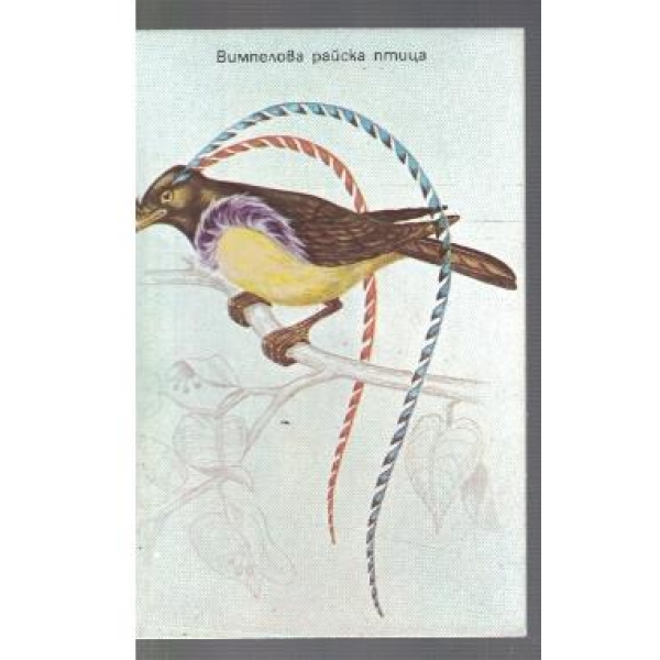 Вимпелова райска птица