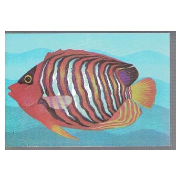Pygoplites Diacanthus
