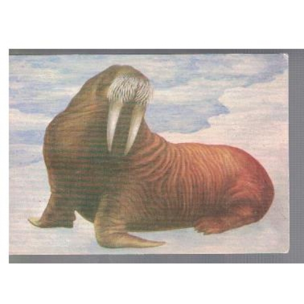 Морж