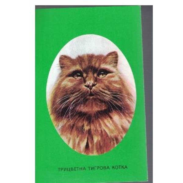 Трицветна тигрова котка