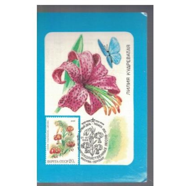 Лилия Кудреватая