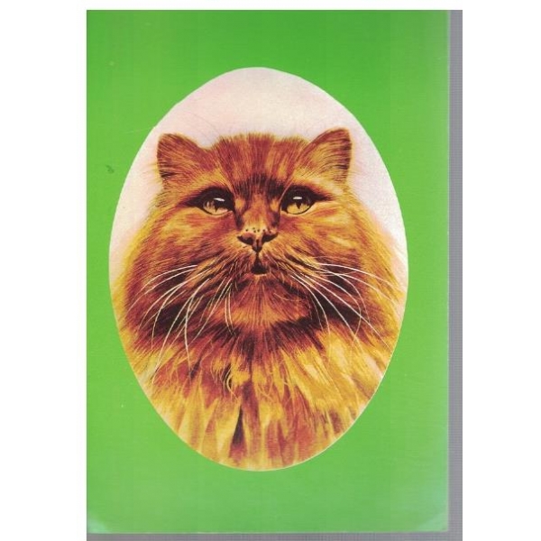 Персийска котка