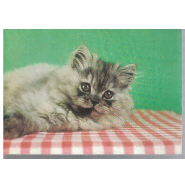 Котенце