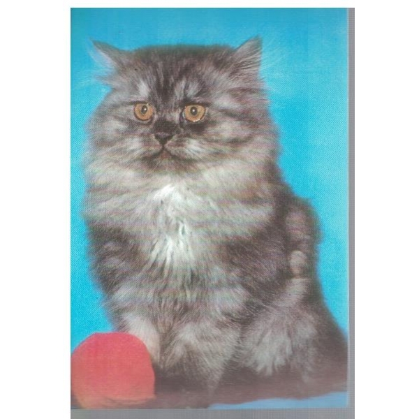 Котенце