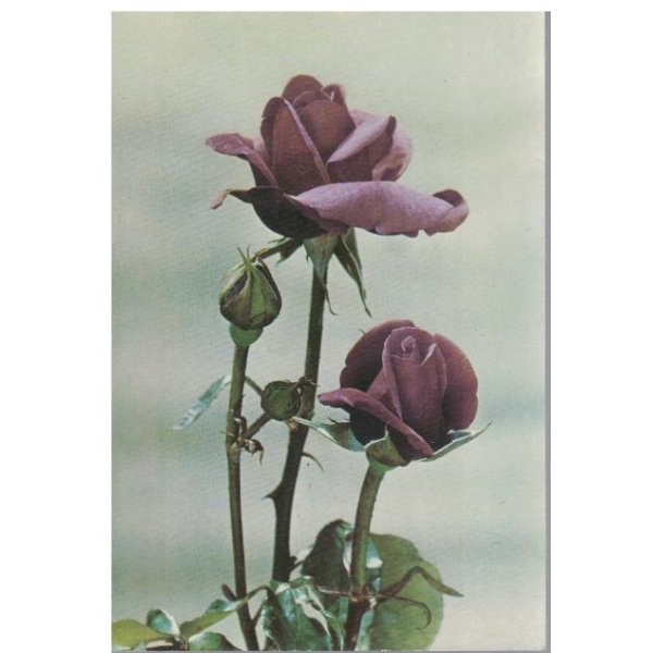 Roses