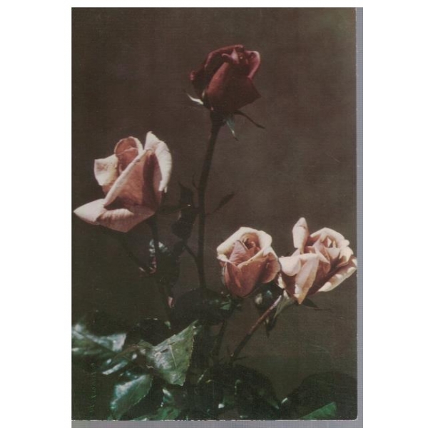 Roses
