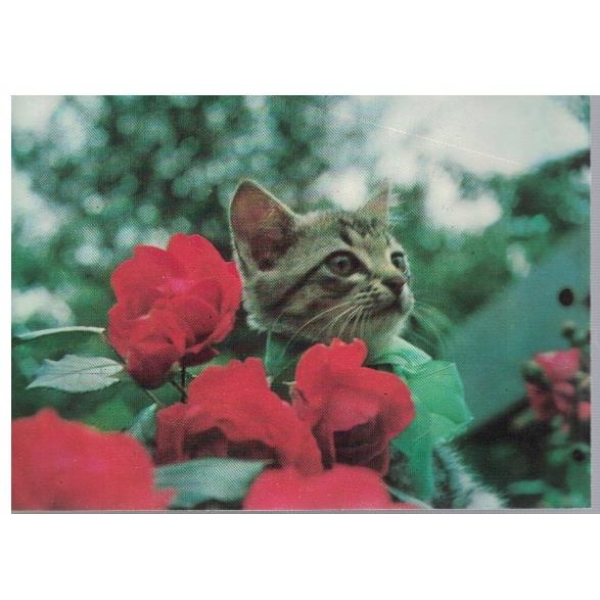 Коте в цветята