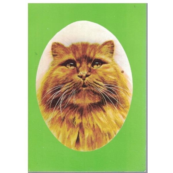 Персийска котка