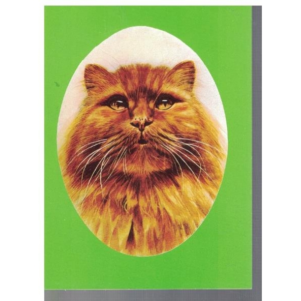 Персийска котка