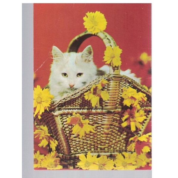 Коте