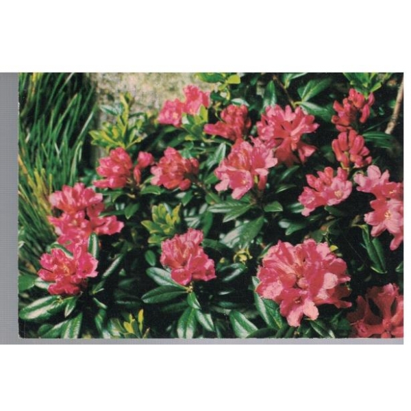 Rododendro