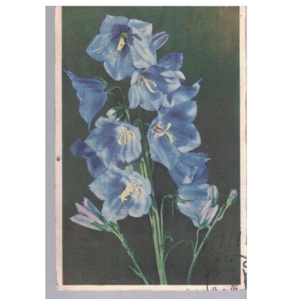 Campanula persicifolia