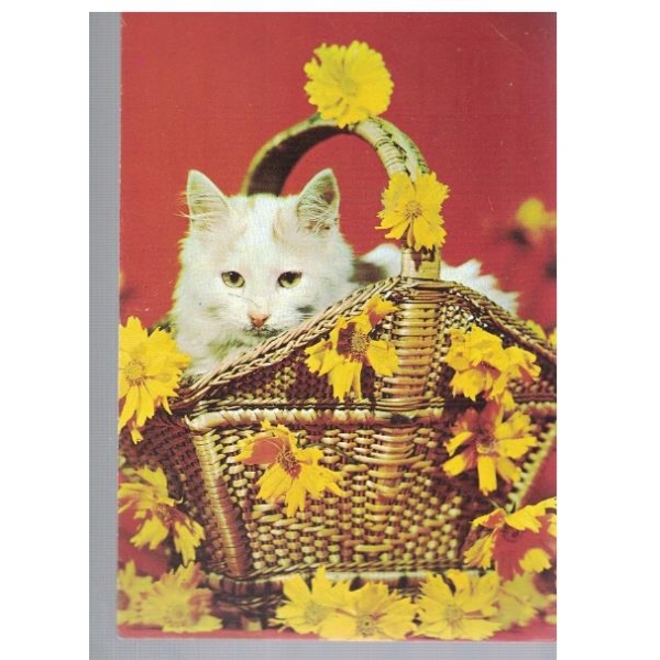 Коте