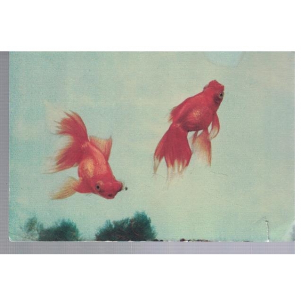 Gold fish