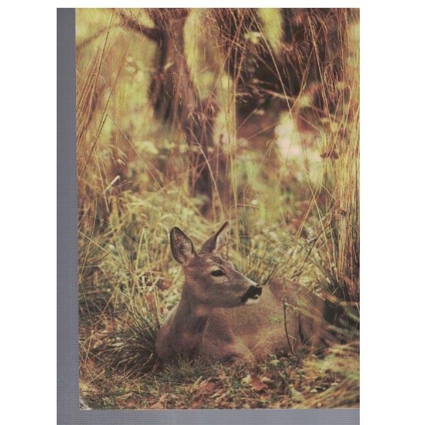 Косуля