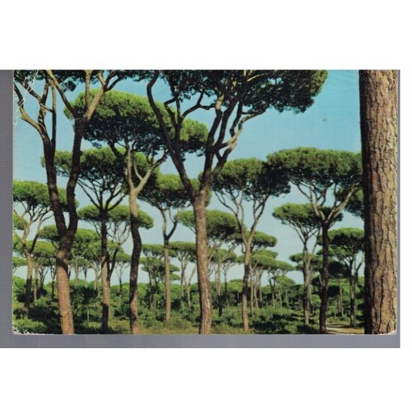 The Pine woods