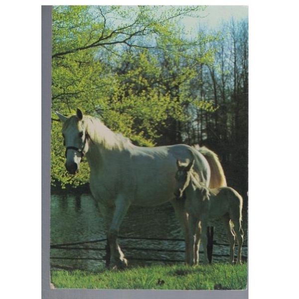 Horses