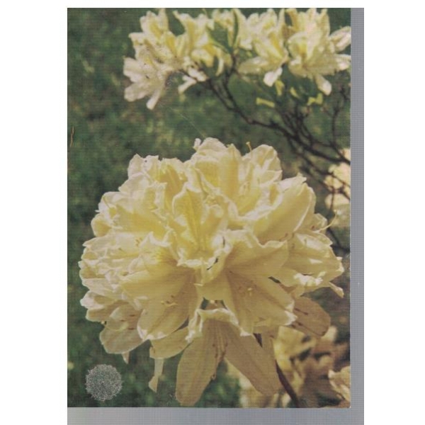 Rhododendron