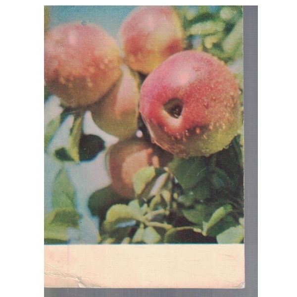 Яблоки апорт