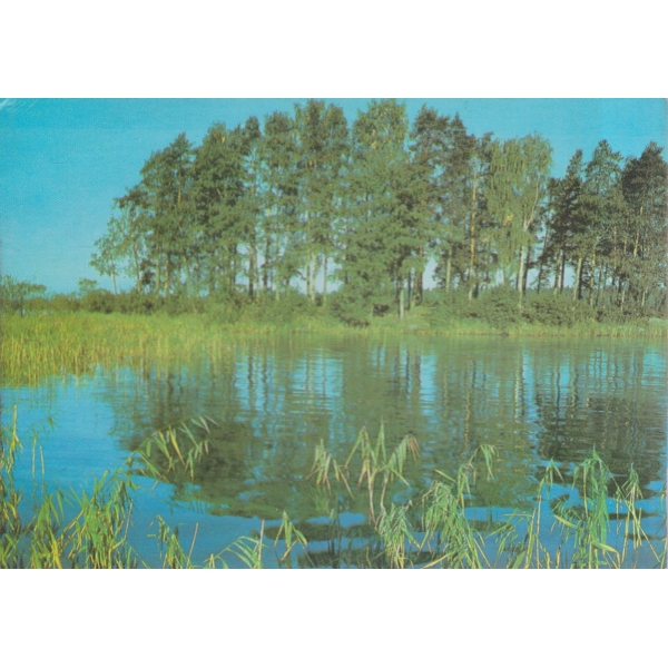 Лесное озеро