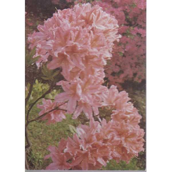 Rhododendron japonicum