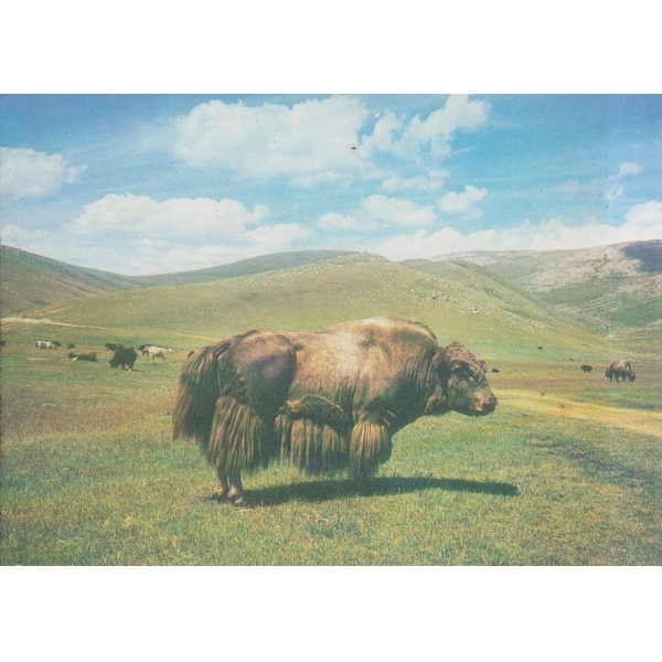 Сарлаг